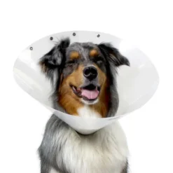 KONG Collier Carcan à Pression T.L Chien